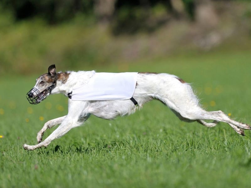 Originally from Russia, where they were used as hunting dogs, the Borzoi just loves to run and can reach a speed of 36mph.