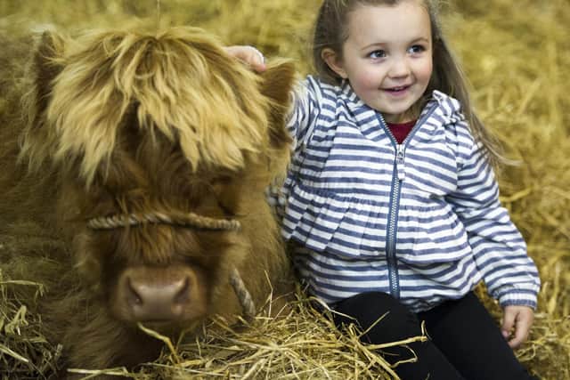 Happier times in the cattle shed at the 2017 Highland Show