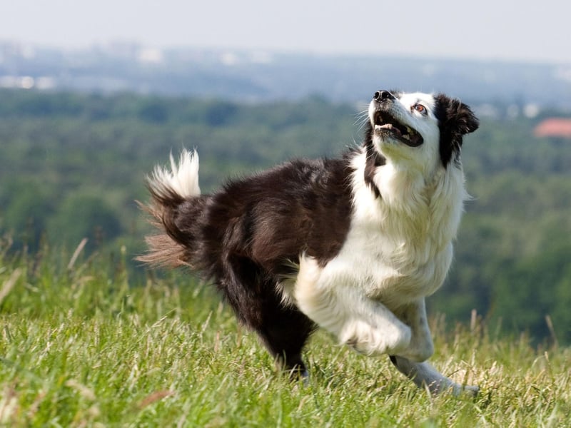 The Border Collie is the world's most intelligent dog breed and also one of the most long lived - with an expected life of 12.10 years.