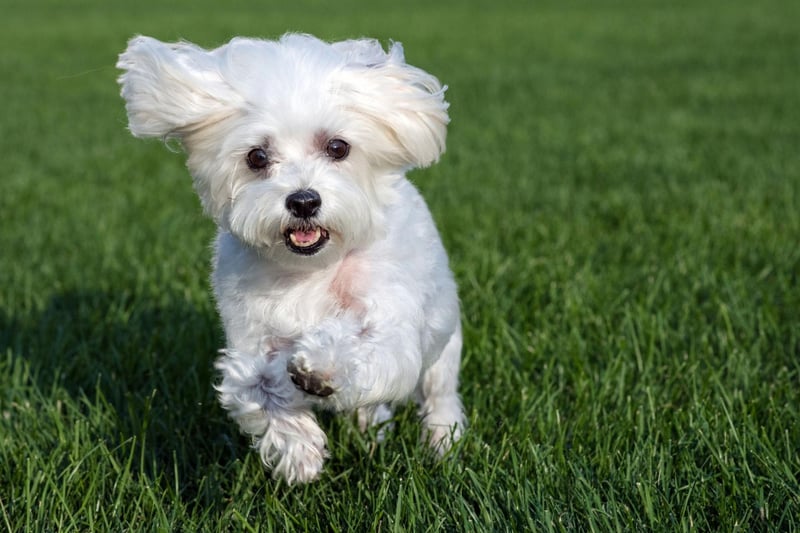 If your Maltese is itching and scratching check that they are not allergic to the fabric of their bed or the plastic in their food and water bowls. Allergic reactions may also make them short of breath or cause eye infections.
