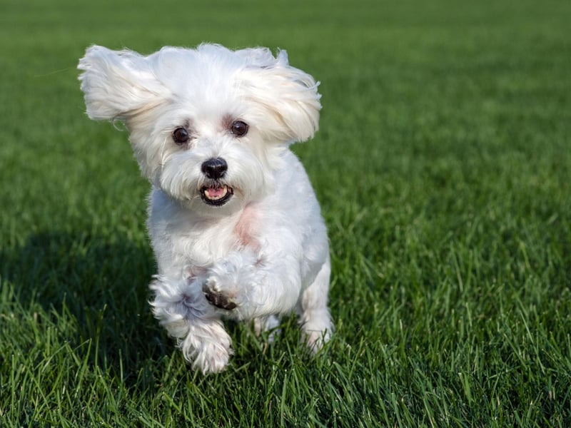 If your Maltese is itching and scratching check that they are not allergic to the fabric of their bed or the plastic in their food and water bowls. Allergic reactions may also make them short of breath or cause eye infections.