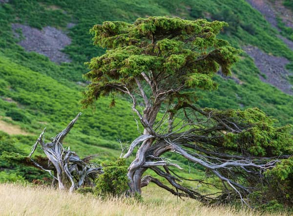 Juniper is one of only three conifers native to Scotland, which is home to around 80 per cent of the UK population of the species