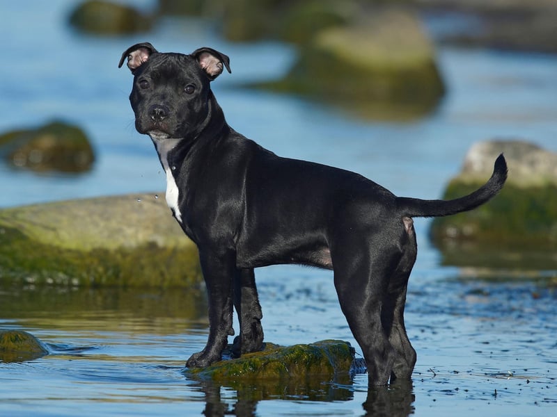 Buddy seems to be a perfect name for amicable Staffy Bull Terriers. It's an English name, simply meaning 'friend'.