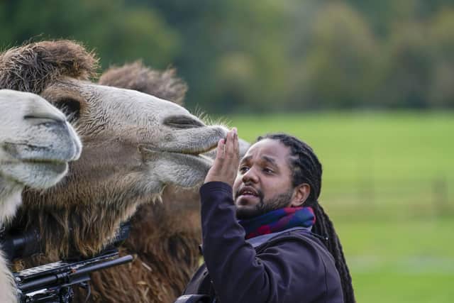 Hamza Yassin with camels on Animal Park, the BBC television documentary series about the lives of keepers and animals at Longleat Safari Park. Pic: Ian Turner