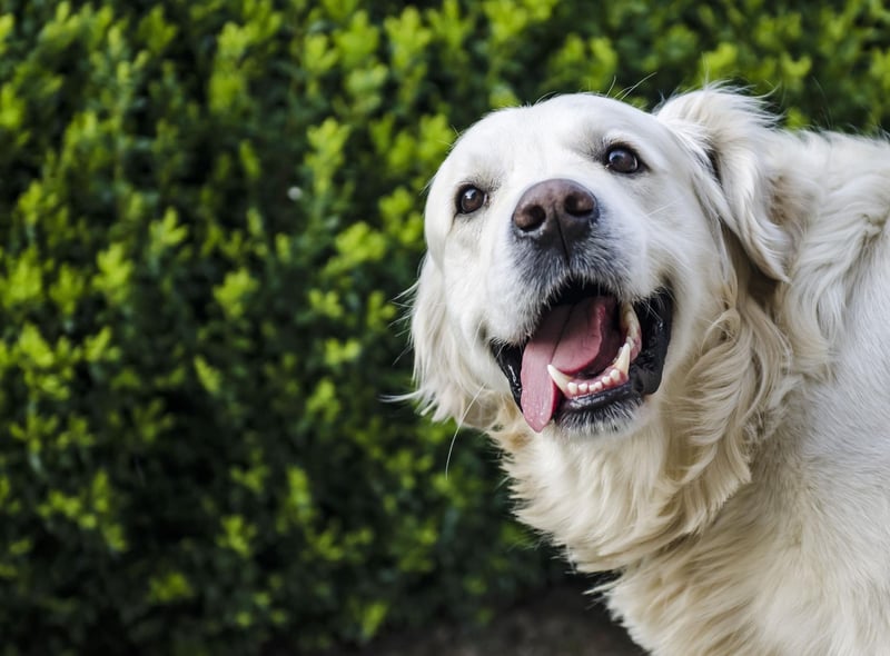 What is true of the Labrador is also usually true of the Golden Retriever - and that includes having a soft mouth. Golden Retrievers can happily chew away at their owner's hands without leaving a mark.