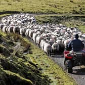 Much of Scotland's land is suited to raising sheep (Picture: Jeff J Mitchell/Getty Images)