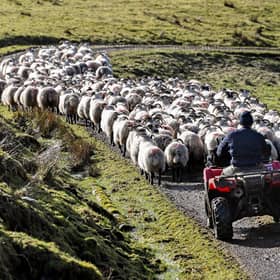 Much of Scotland's land is suited to raising sheep (Picture: Jeff J Mitchell/Getty Images)