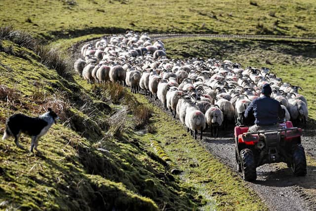 Much of Scotland's land is suited to raising sheep (Picture: Jeff J Mitchell/Getty Images)