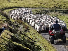 Much of Scotland's land is suited to raising sheep (Picture: Jeff J Mitchell/Getty Images)