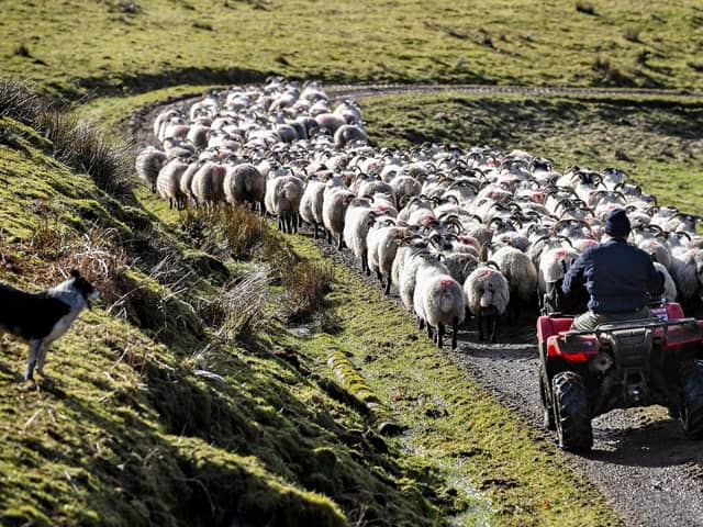 Much of Scotland's land is suited to raising sheep (Picture: Jeff J Mitchell/Getty Images)