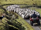 Much of Scotland's land is suited to raising sheep (Picture: Jeff J Mitchell/Getty Images)