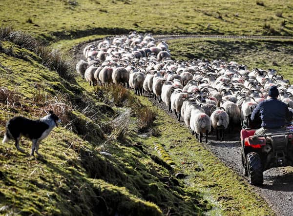 Much of Scotland's land is suited to raising sheep (Picture: Jeff J Mitchell/Getty Images)