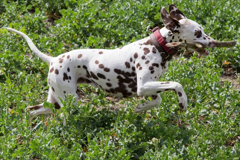 A breed of dog that will never tire of running after a tennis ball, the Dalmatian used to trot alongside carriages to protect passengers from bandits. Nowadays they are more likely to be seen happily accompanying a runner.