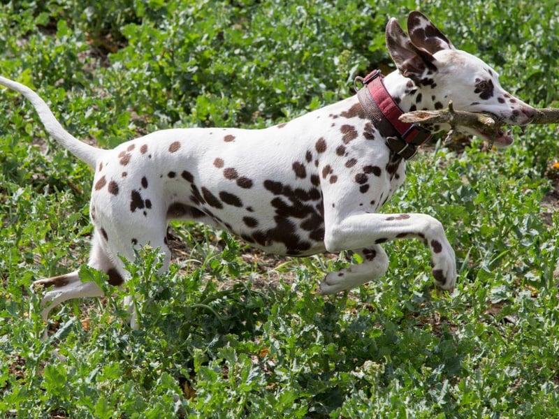 A breed of dog that will never tire of running after a tennis ball, the Dalmatian used to trot alongside carriages to protect passengers from bandits. Nowadays they are more likely to be seen happily accompanying a runner.