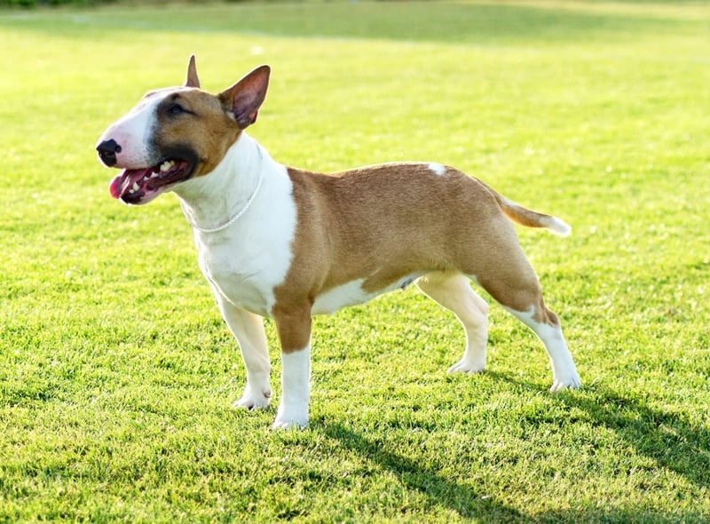 1,502 Kennel Club registrations in 2020 are enough to make the Bull Terrier third most popular dog in their group.