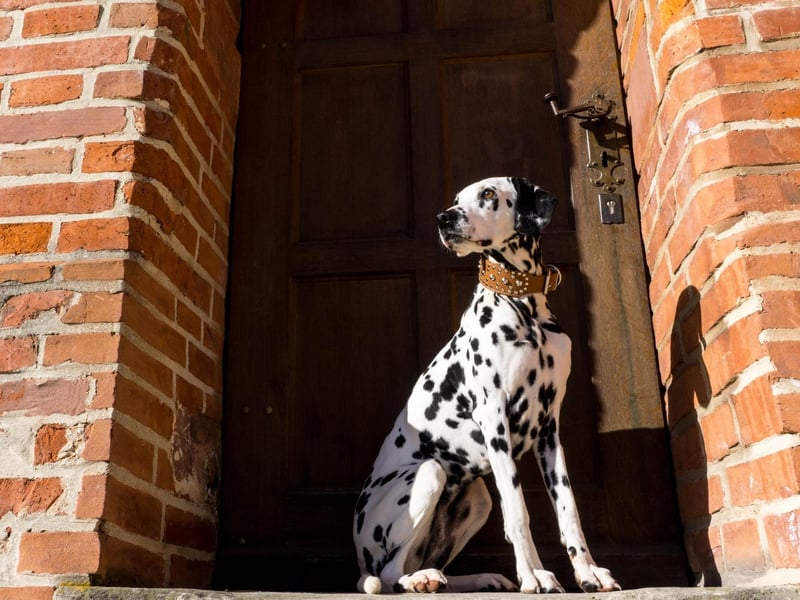 It's by no means the case that all Dalmations are shy, but they are a very sensitive breed that can take offence easily and won't always welcome strangers. If your Dalmation is behaving in a timid way it's best to remove them from the situation as the shyness can turn into aggression.