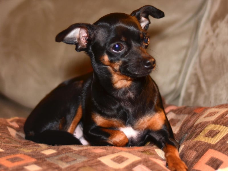 Those adorable ears aren't just for show - Miniature Pinschers will alert you to the smallest noise and will always hear their owner's call.