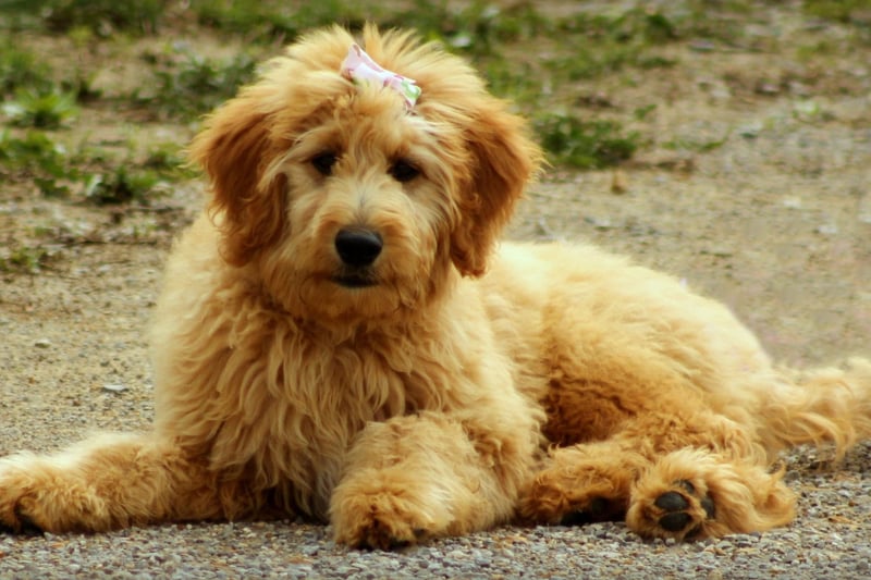 One of the larger crossbreeds, the Goldendoodle is a mix of Poodle and Golden Retriever and can be one of three different sizes - depending on whether the parent is a Standard, Miniature or Toy Poodle. Combining two of the most intelligent dog breeds, some Goldendoodles are used as service dogs.