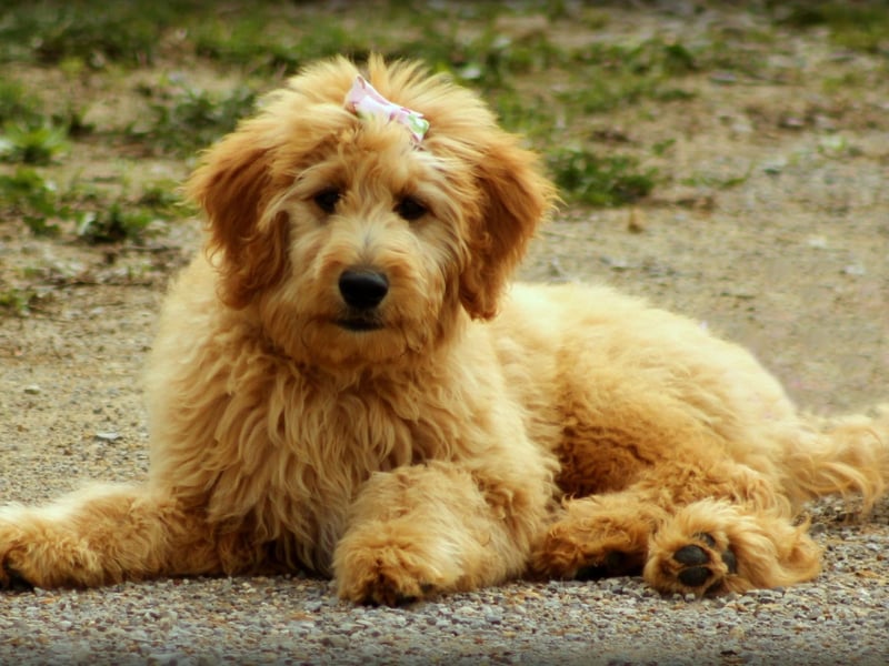 One of the larger crossbreeds, the Goldendoodle is a mix of Poodle and Golden Retriever and can be one of three different sizes - depending on whether the parent is a Standard, Miniature or Toy Poodle. Combining two of the most intelligent dog breeds, some Goldendoodles are used as service dogs.