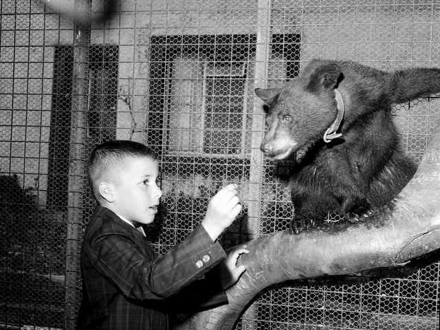 Yogi the bear was presented to the zoo by James McLennan, from the US state of Iowa, in July 1964.