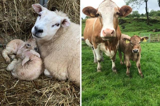 Police urge owners to keep their dogs on a lead as even the 'most obedient' pets can worry livestock.