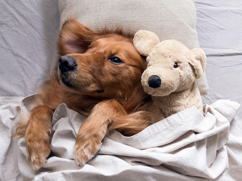 What's true of the Labrador Retriever also usually applies to their close cousin the Golden Retriever - including their lack of guard dog attributes. If they think there's a snack in it for them, they'll probably happily share the location of your valuables.