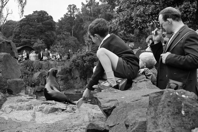 A little boy climbs onto the rocks to feed the sealions at Edinburgh Zoo in 1965.