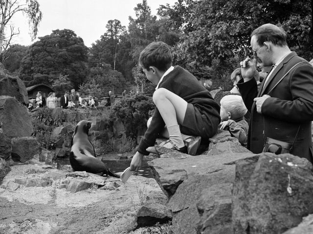 A little boy climbs onto the rocks to feed the sealions at Edinburgh Zoo in 1965.