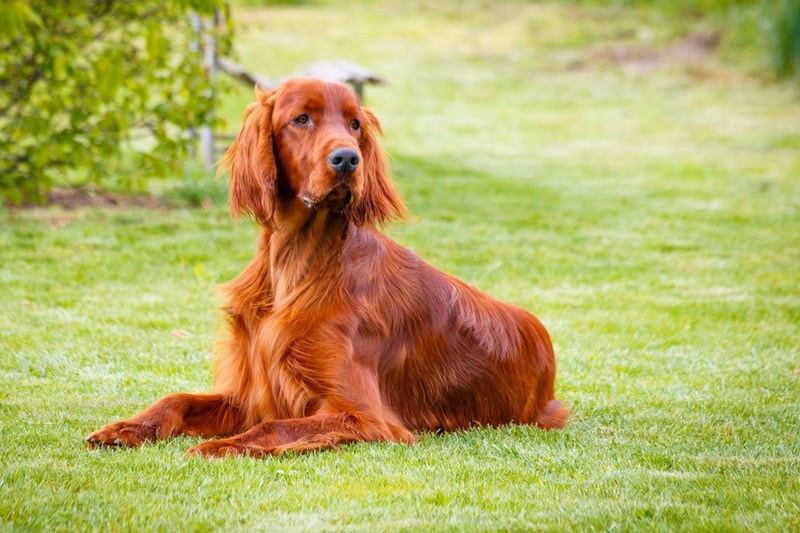 Three breeds have won Crufts on four occasions since the competition was opened to all breeds in 1886 (for five years prior to this, the show was only for terriers). The first is the gorgeous Irish Setter with their eye-catching mahogany red coat.