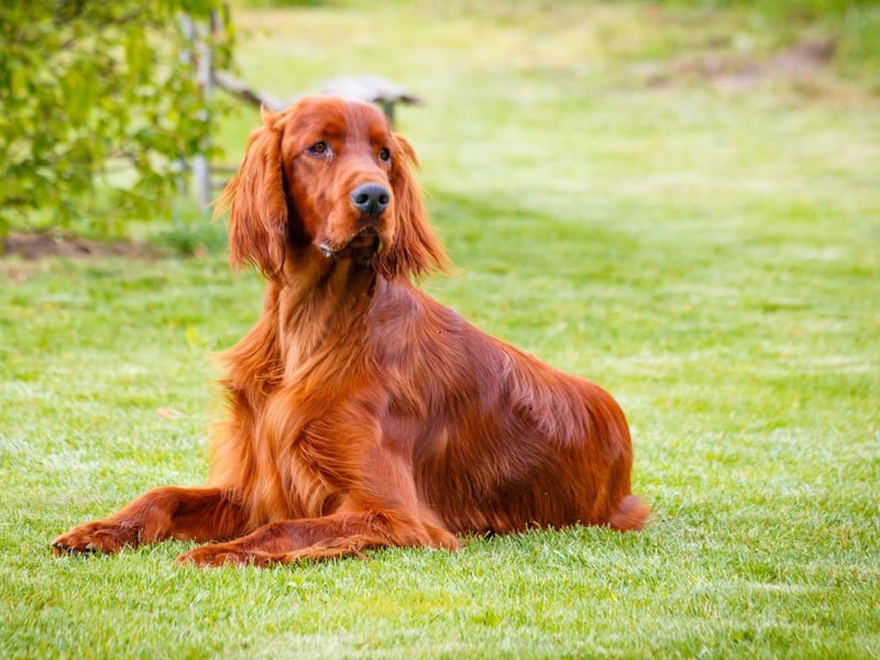 Three breeds have won Crufts on four occasions since the competition was opened to all breeds in 1886 (for five years prior to this, the show was only for terriers). The first is the gorgeous Irish Setter with their eye-catching mahogany red coat.