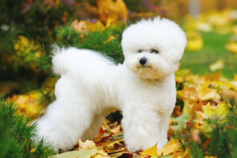 The cute and mischevious Bichon Frise may look incredibly fluffy, but its curls are very low-shedding.