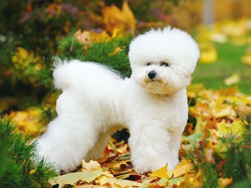 The cute and mischevious Bichon Frise may look incredibly fluffy, but its curls are very low-shedding.