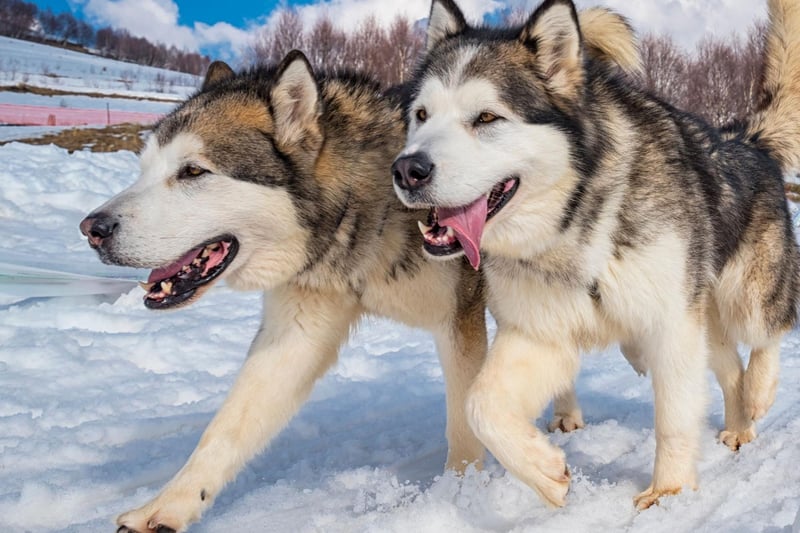 Similar in appearance to the Siberian Husky, the Alaskan Malamute also shares that breed's strength and endurance. As well as pulling sleds, this breed have also been used to hunt bears and seek out seal blowholes on Alaskan ice sheets.