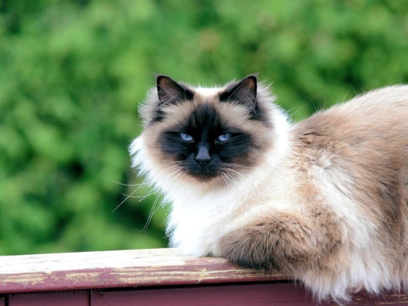 The Birman breed is very curious, but also gentle and easy going. For households with children, this breed makes a perfect companion due to its playful, yet calm and gentle, nature.