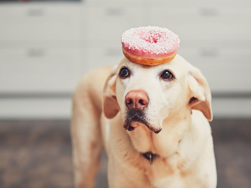 Max takes fourth place in the UK's top male dog names. It's a shortened version of Maximilian, meaning 'greatest'.