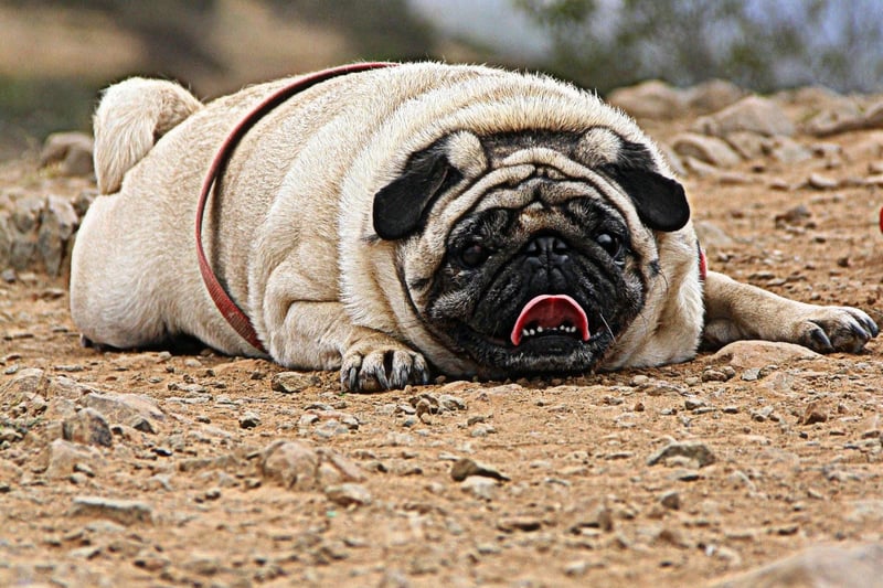 Another dog whose small stature means it struggles withy speed is the Pug. Being a brachycephalic (flat faced) dog also means that they are likely to suffer respiratory problems if exercised too much.