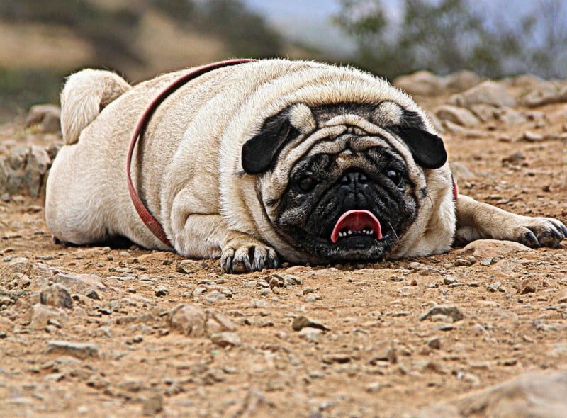 Another dog whose small stature means it struggles withy speed is the Pug. Being a brachycephalic (flat faced) dog also means that they are likely to suffer respiratory problems if exercised too much.