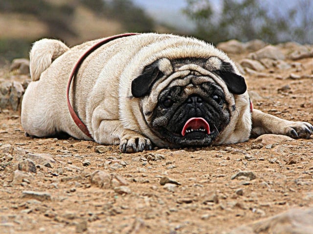 Another dog whose small stature means it struggles withy speed is the Pug. Being a brachycephalic (flat faced) dog also means that they are likely to suffer respiratory problems if exercised too much.