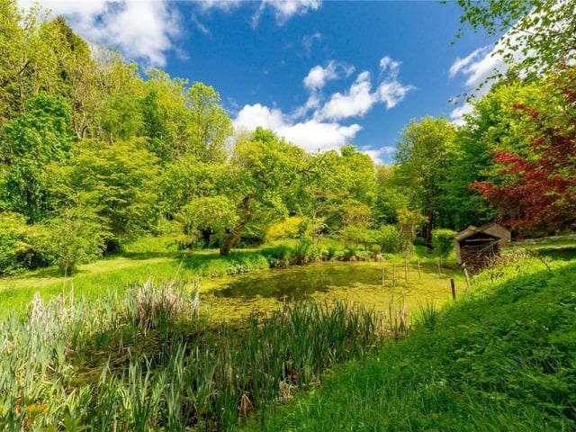 Duck pond.
