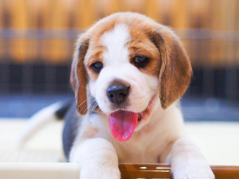 The American Kennel Club describes the Beagle as "happy-go-lucky, merry, and friendly" and their naturally smiley faces reflect their usual mood. When they are happy, like most dogs, they will wag their tail - but when a Beagle is really happy they will wiggle their entire body.