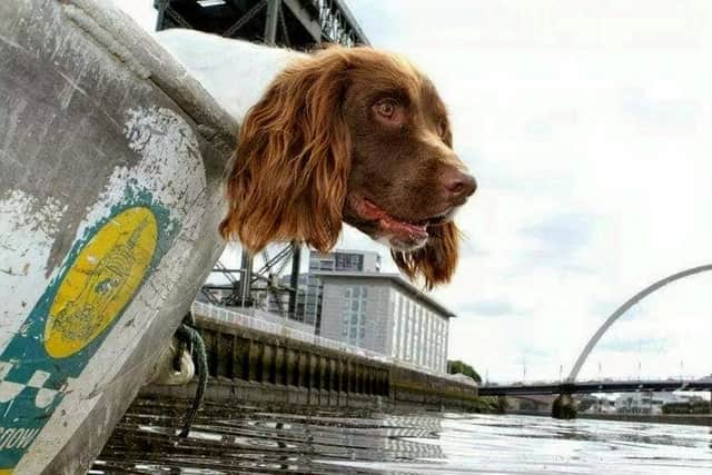 Springer spaniel Barra, aged 12, training on the River Clyde in Glasgow
Pic: Iain Marshall / SWNS