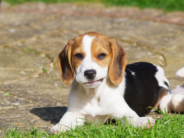 Beagles have a lifetime cost of £14,175 - or £13,499 if adopted.