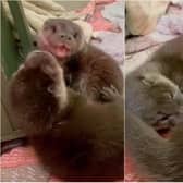 Scottish SPCA: Watch adorable video of two rescued otters playing as they prepare to celebrate World Otter Day