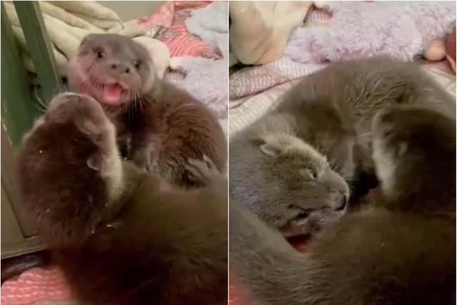 Scottish SPCA: Watch adorable video of two rescued otters playing as they prepare to celebrate World Otter Day
