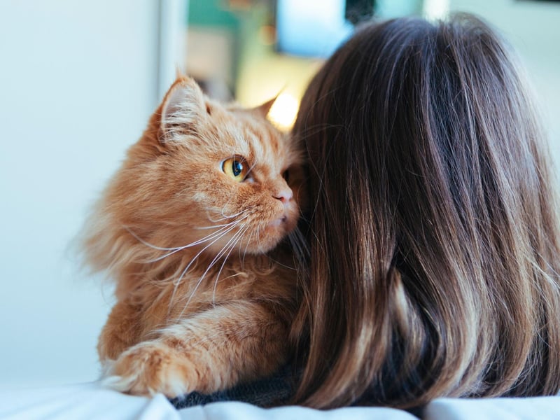 Cats are extremely clean animals so splurging on a self-cleaning litter box will mean your cat will not have to live in their own filth. Cats spend more hours asleep than awake, so
depending on your cat’s personality, why not treat them to a bed that is extra plush.