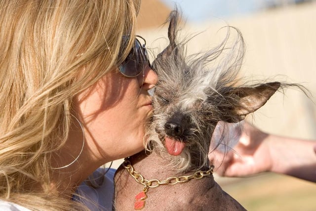 Poppy gets a kiss from her owner Tamara at the 2007 World's Ugliest Dog Contest. Poppy was rescued, like many dogs in the contest and was saved from a puppy mill by Crest-Care one of many animal rescue organizations found across the country.
