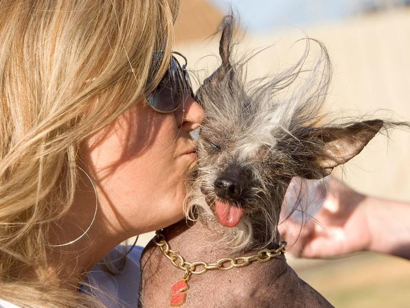 Poppy gets a kiss from her owner Tamara at the 2007 World's Ugliest Dog Contest. Poppy was rescued, like many dogs in the contest and was saved from a puppy mill by Crest-Care one of many animal rescue organizations found across the country.