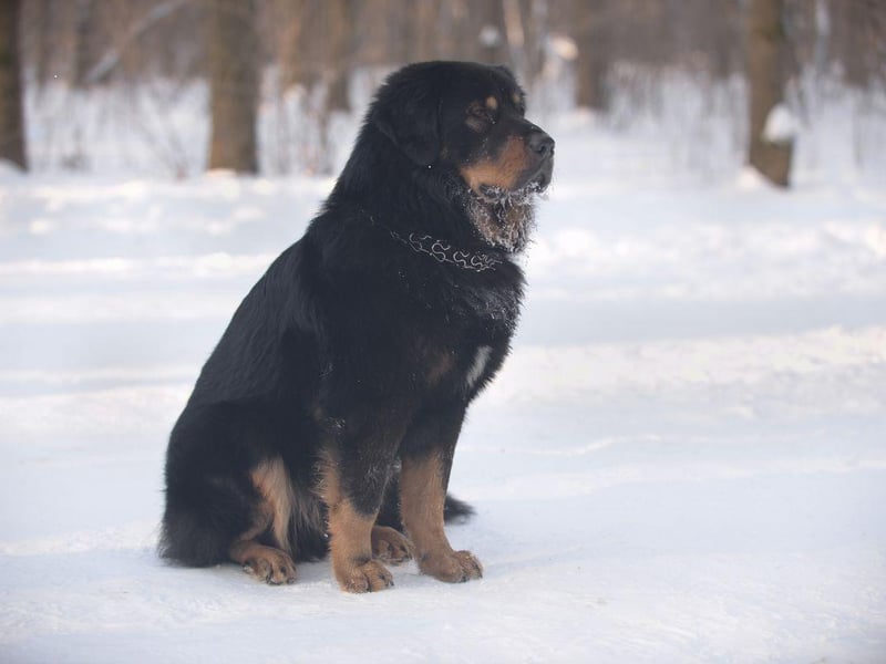 Originating in the towering Himalaya mountains, the Tibetan Mastiff has a winter coat and a summer coat, meaning they can cope with all extremes of weather.