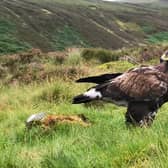 Female golden eagle Beaky was released in the borders region in 2020 and has since been spotted in England. Picture: John Wright/South of Scotland Golden Eagle Project