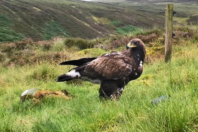 Female golden eagle Beaky was released in the borders region in 2020 and has since been spotted in England. Picture: John Wright/South of Scotland Golden Eagle Project